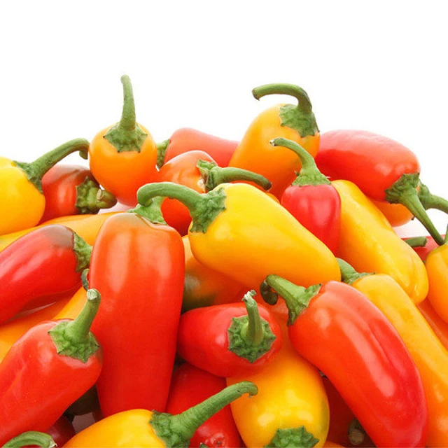  [Made in Korea] GAP KOREAN Snack Paprika Small Size Red Yellow Orange Chocolate Bell Pepper Juicy Taste