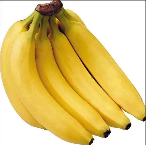 fresh  cavendish bananas ready for export to USA