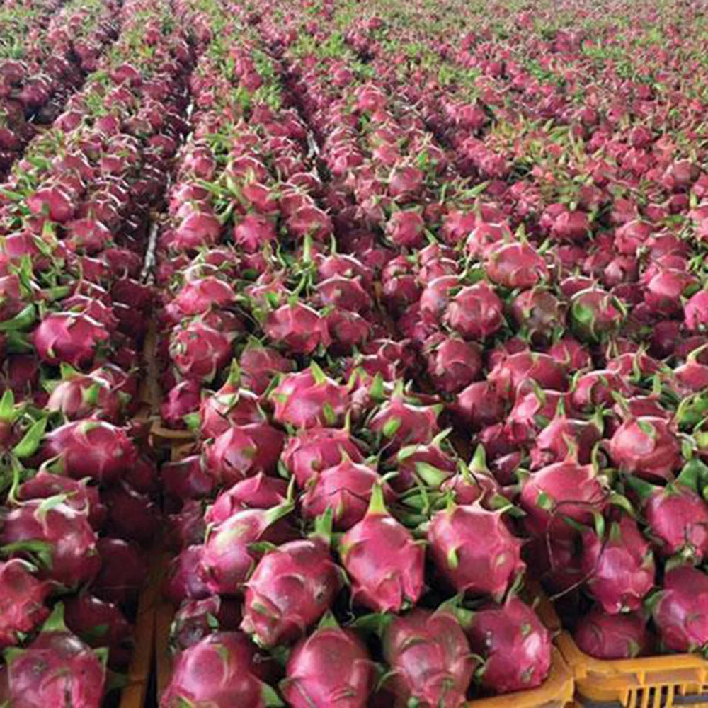 Белый плод дракона гарантированное новое и свежее/экспортное качество (порт хошиминь)