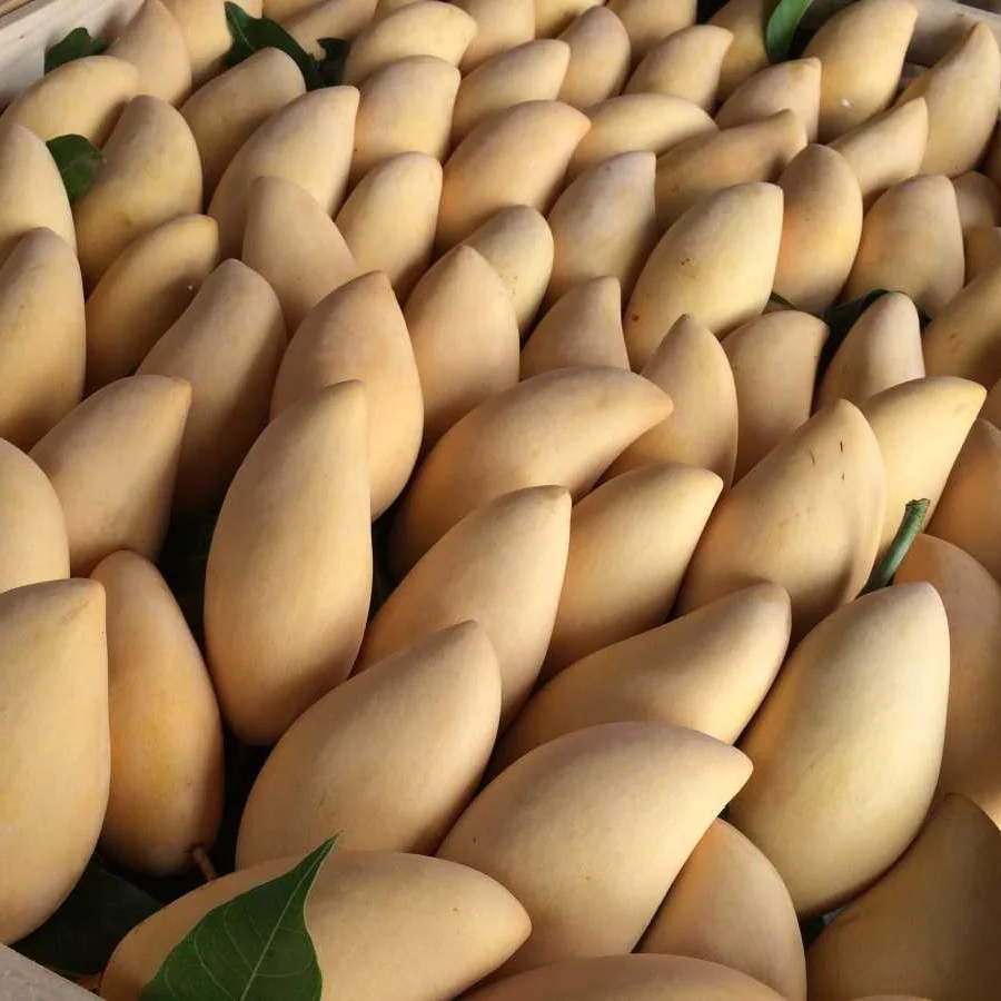 
Fresh Mango Nam Dok Mai High Quality From Thailand 