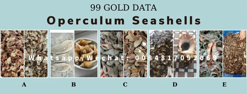 Лидер продаж улитка сушеные ракушки/ракушки CHICOREUS RAMOSUS RAMOSE MUREX OPERCULUM