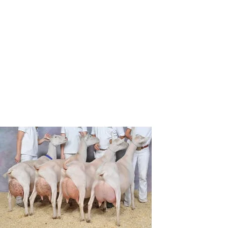 
 Здоровый скот, занен, молочные козы из Америки  