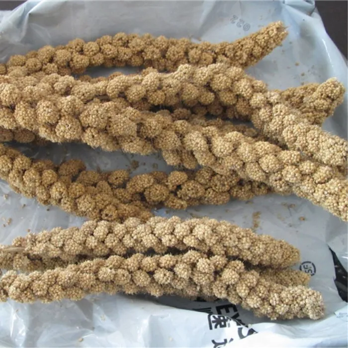 
2020 new harvest Gu sui Best price red/yellow millet sprays bird seed 1 buyer 