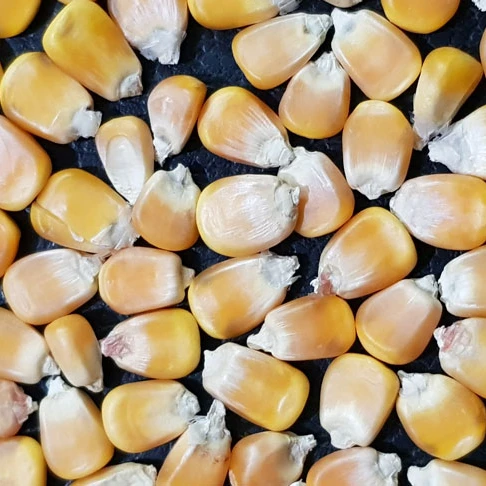 Yellow Bulk Sweet Fresh Kernel Corn Dragon Style June Storage Packing 14-15% Moisture Organic Color 100% Mature Form ECO Super