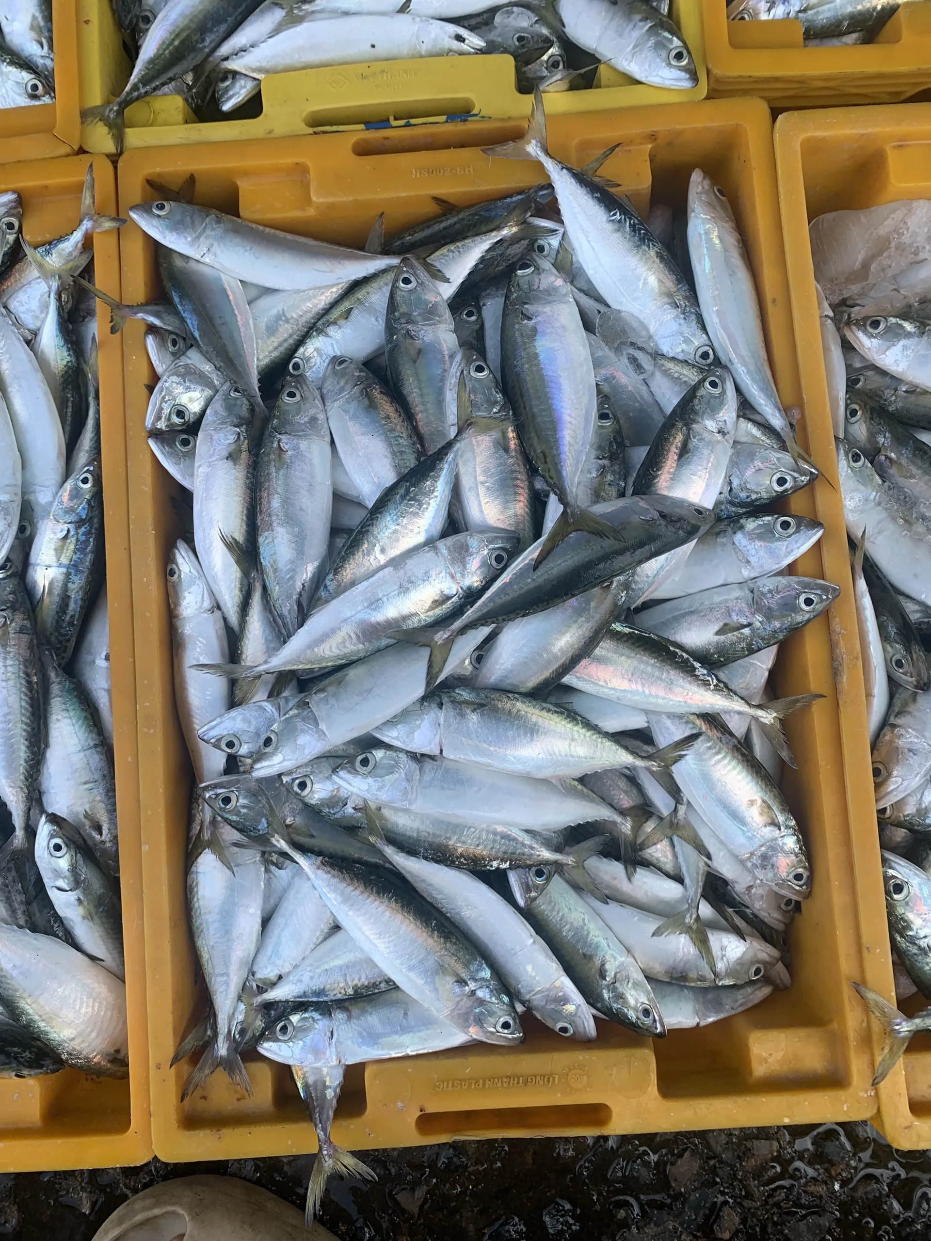 GOOD PRICE FROZEN SHORT BODY MACKEREL AVAILABLE