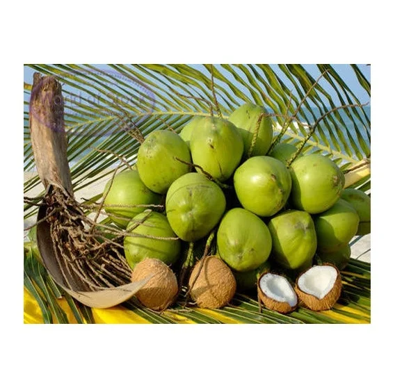 Cheapest Price Fresh Coconuts Available Here For selling in Bulk