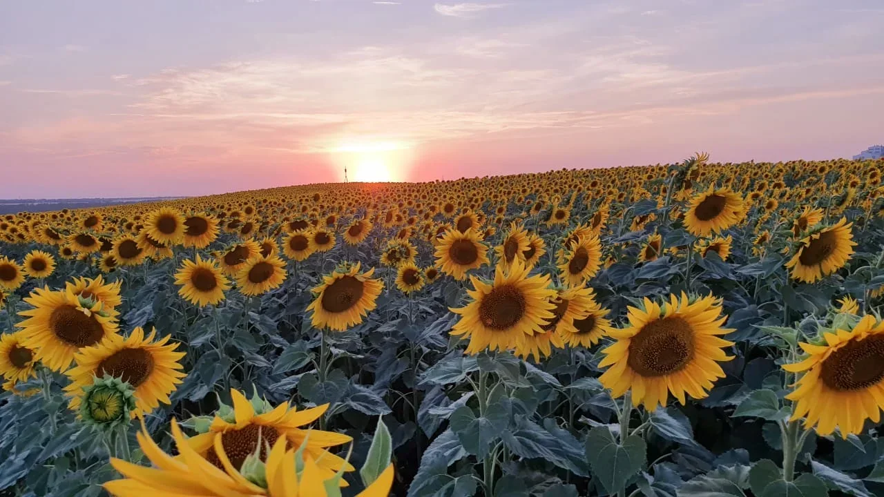 
Wholesale Organic Non GMO Sunflower Kernel Seeds 