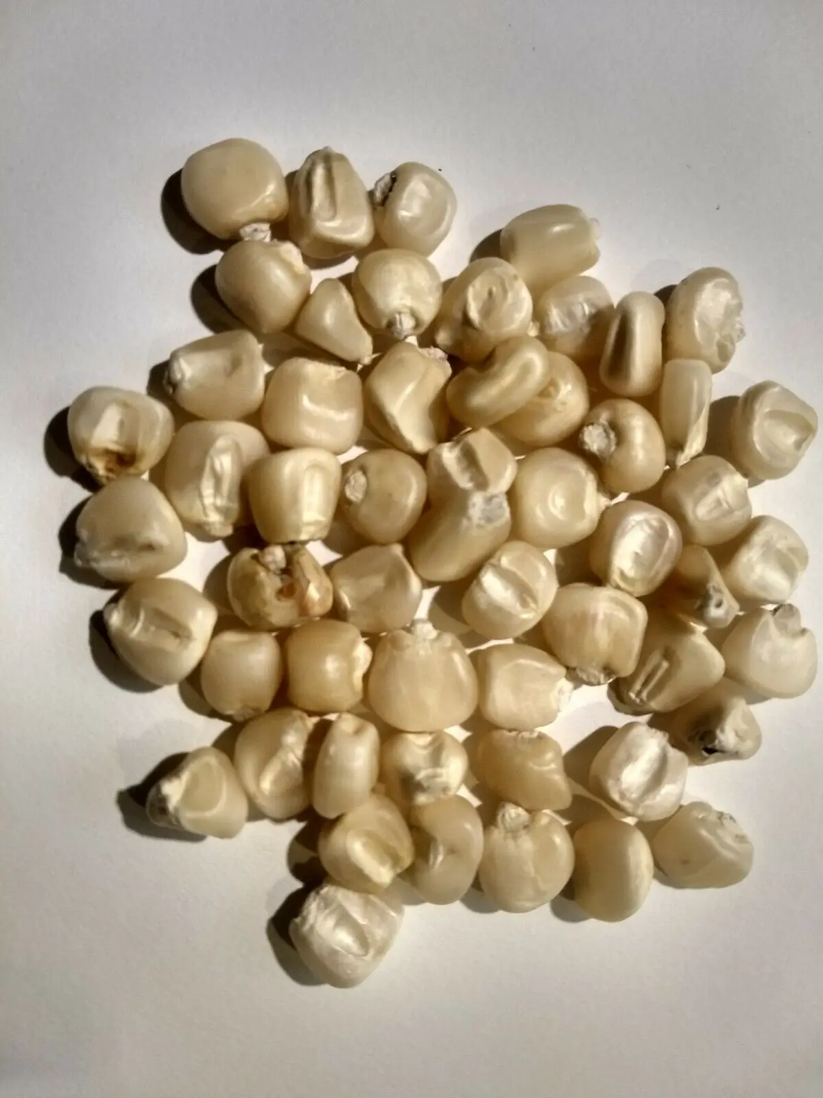 Кукуруза без ГМО для употребления человеком