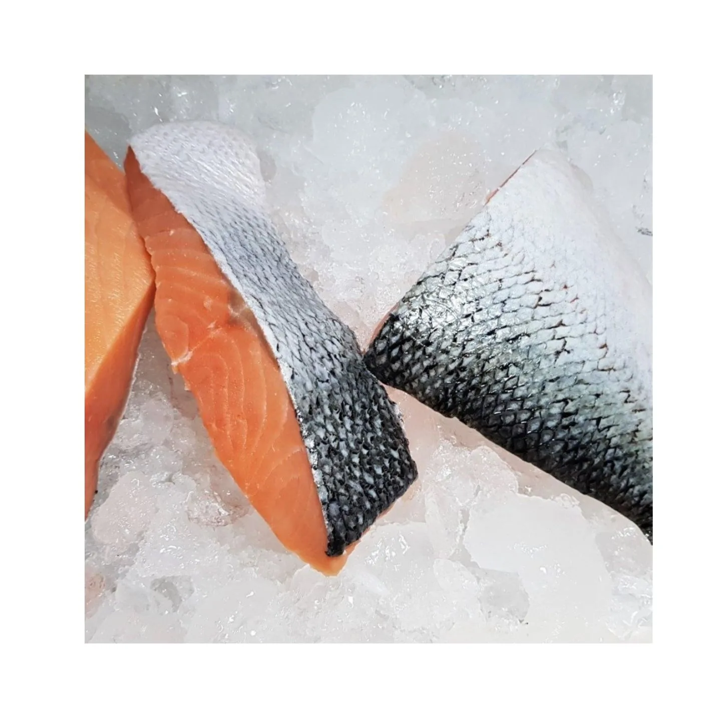 Wholesale Frozen Salmon Fish