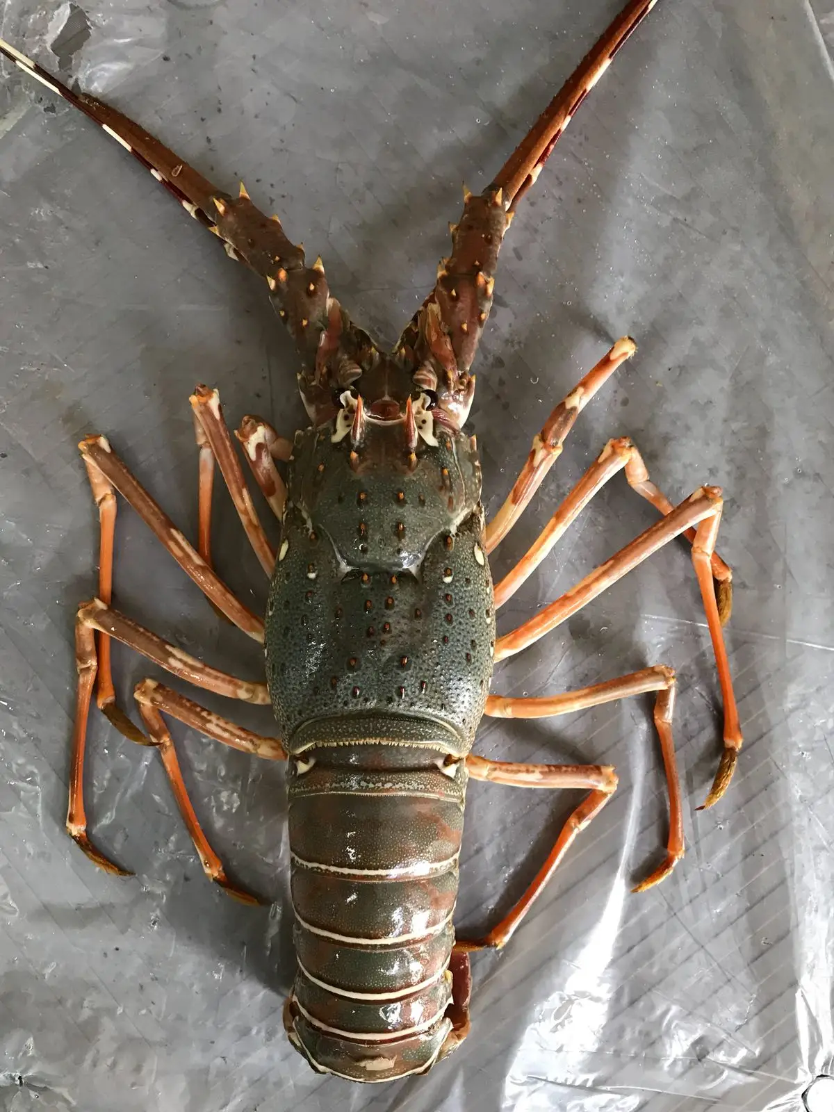 
Live Bamboo Lobster 