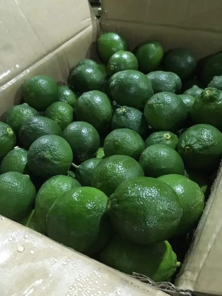  Свежий зеленый лимонный цитрус из Вьетнама Экспорт в Европу США // Jolene + 8433608915