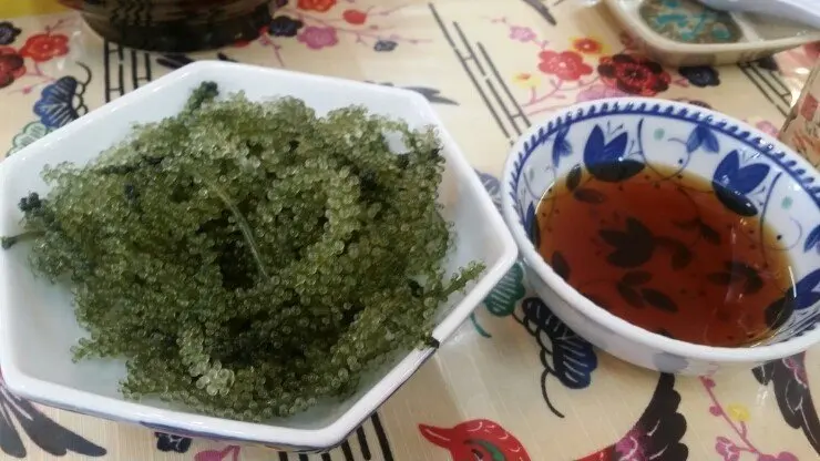  Морской виноград/зеленый морской виноград макроводоросли/посаженный резервуар-высококачественный лато (Ms Деми + 84 961733400)