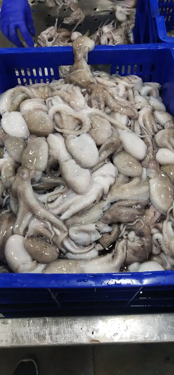 Замороженный осьминог, весь блок замороженный из Индии