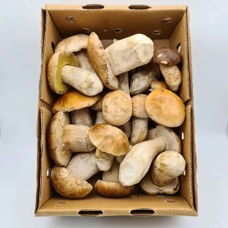 
Quality Dried boletus edulis,Boletus edulis Mushroom Mycelium 