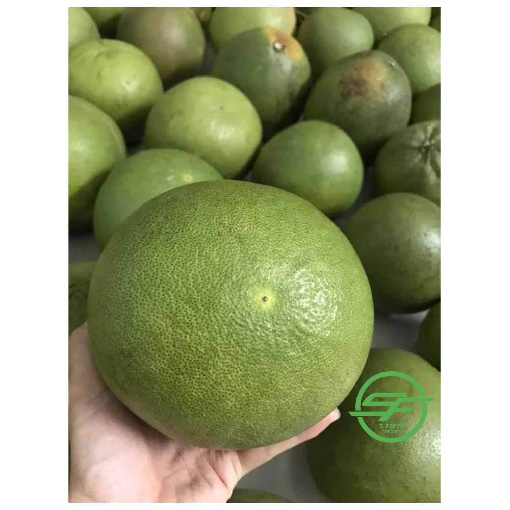 Высококачественный органический зеленый грейпфрут оптовый продавец Pomelo