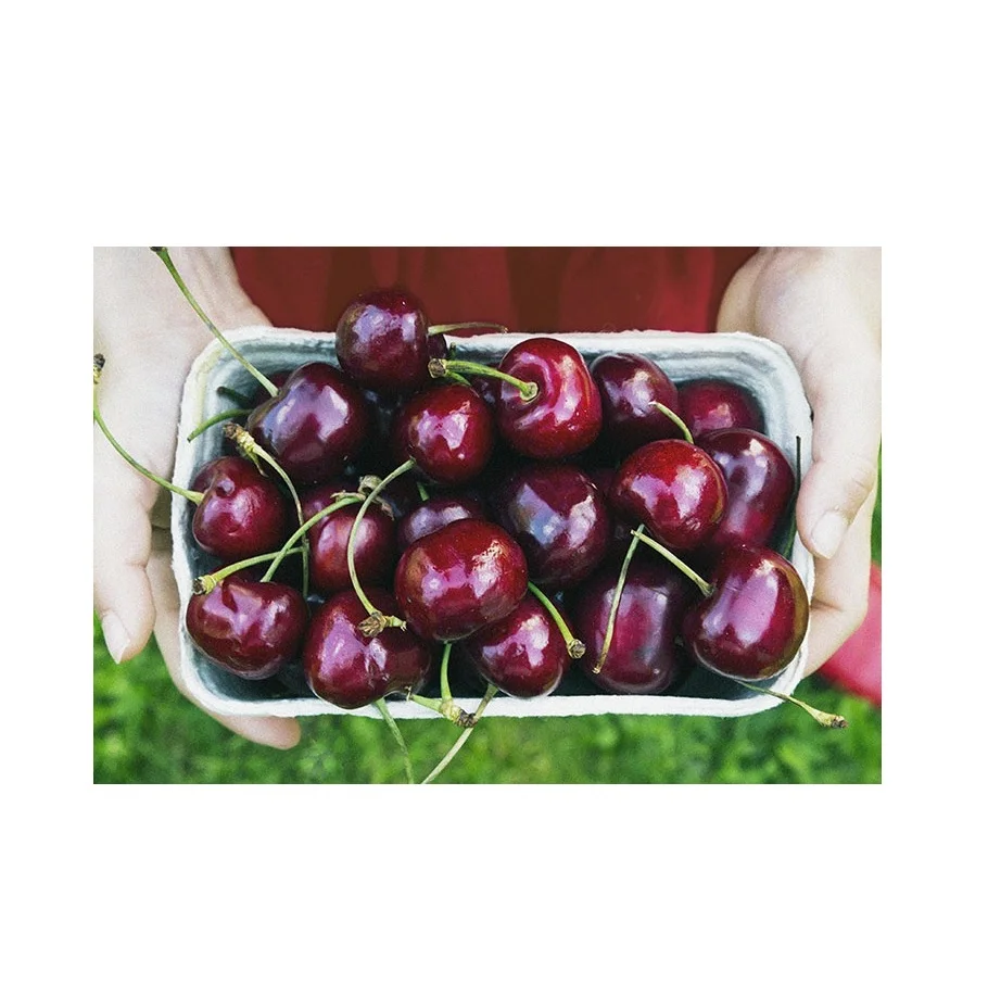 Низкая цена оптовая продажа Свежая Вишня продается