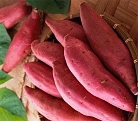 HASU  Best Yellow Sweet Potato Shipping From Vietnam With 3 Months Maturity Have COMMON Cultivation Type