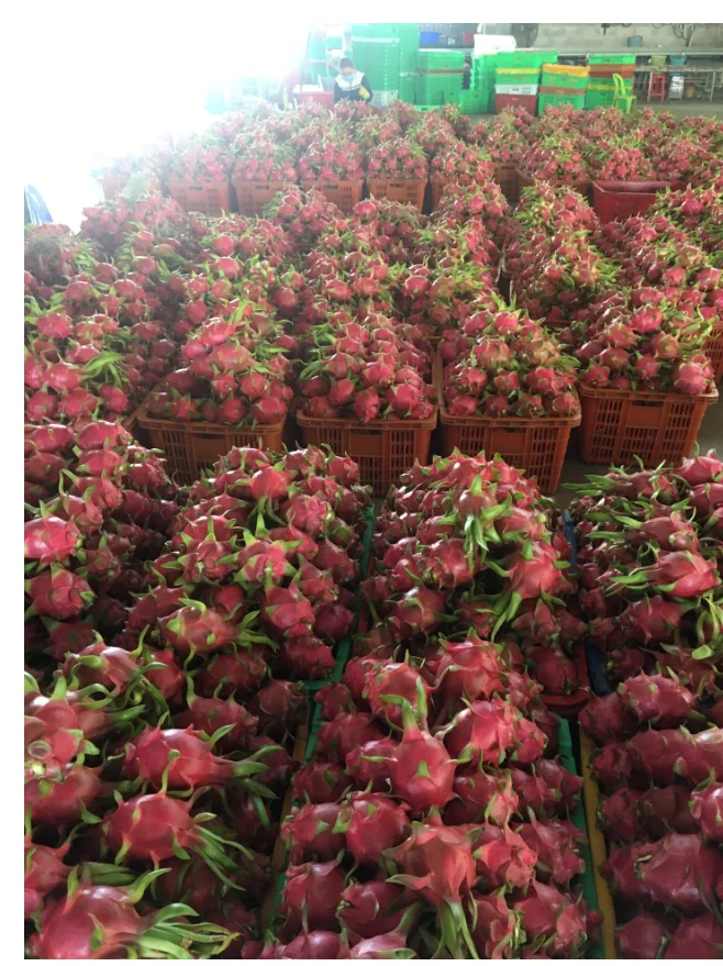 Свежий и вкусный белый фрукт дракона из провинции Бинь Туан/+ 84 901445086