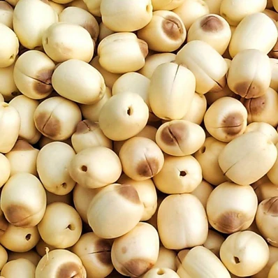 Лучшая цена, семена лотоса высокого качества из Вьетнама 2021 (оптовая продажа)