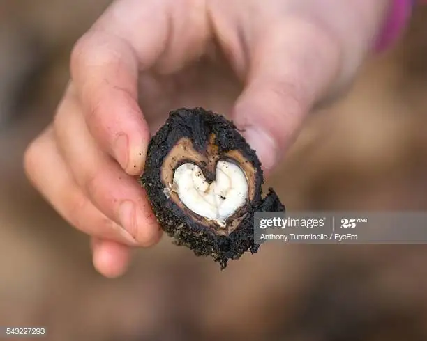 HORNED WATER CHESTNUTS