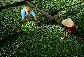 Вьетнамские свежие фрукты без семян Лайма-WS 0084 989 322 607