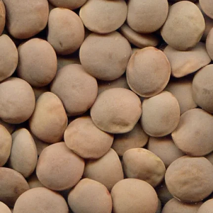 Nugget- Australian Medium Red Lentils