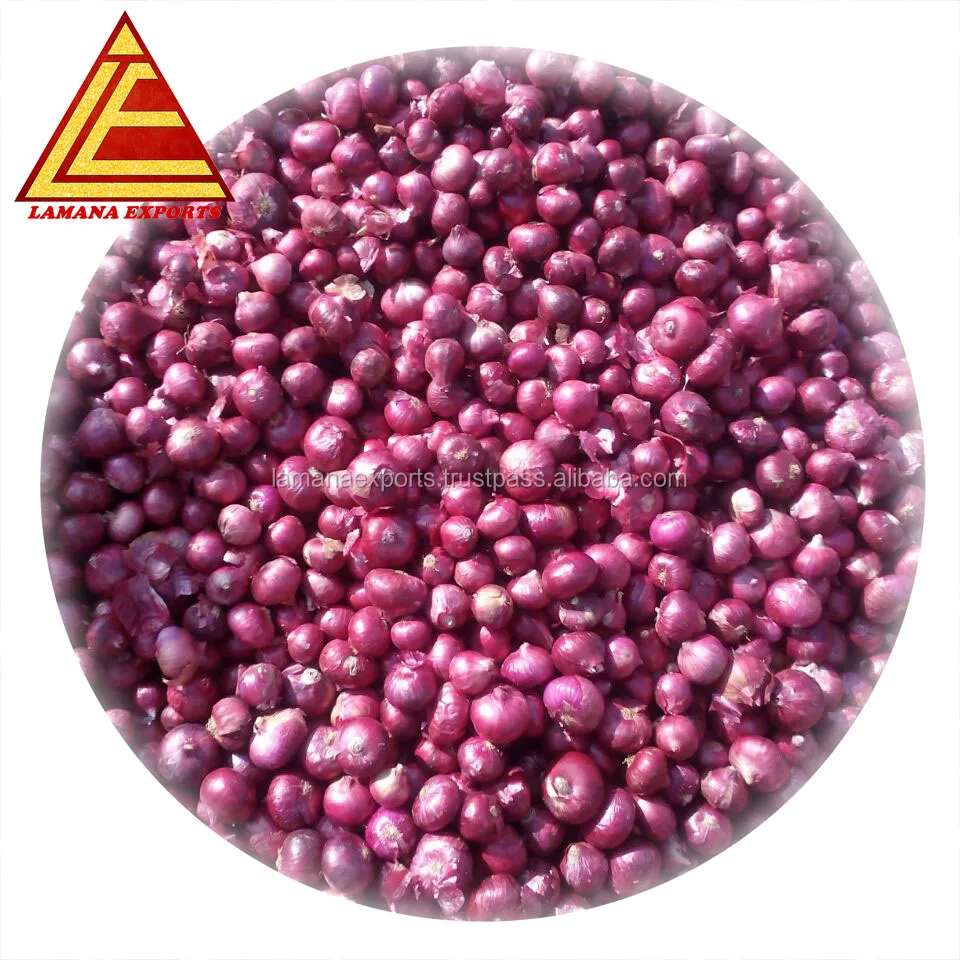 Fresh Onion for Thailand 45mm up above Premium Quality