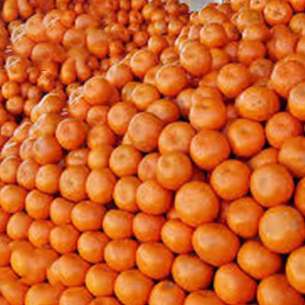 wholesale fresh mandarin Kinnow orange manufacturers