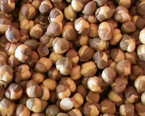 
Roasted Chickpeas With Skin | Whatsapp +91 9600485900 