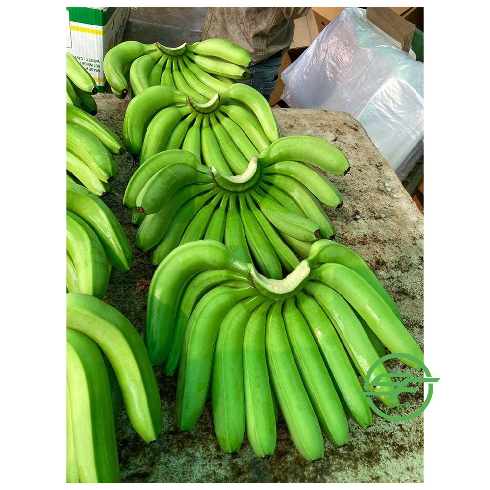 Fresh Long Green Cavendish Banana Exporters In Vietnam (Whatsapp/zalo/wechat: +84 912 964 858)