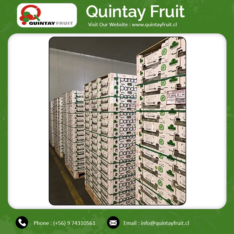 
Fresh Grapes Superior Seedless Green Wholesale Price Fresh Thomson Seedless Grapes Good Quality Fresh Grape Thompson 