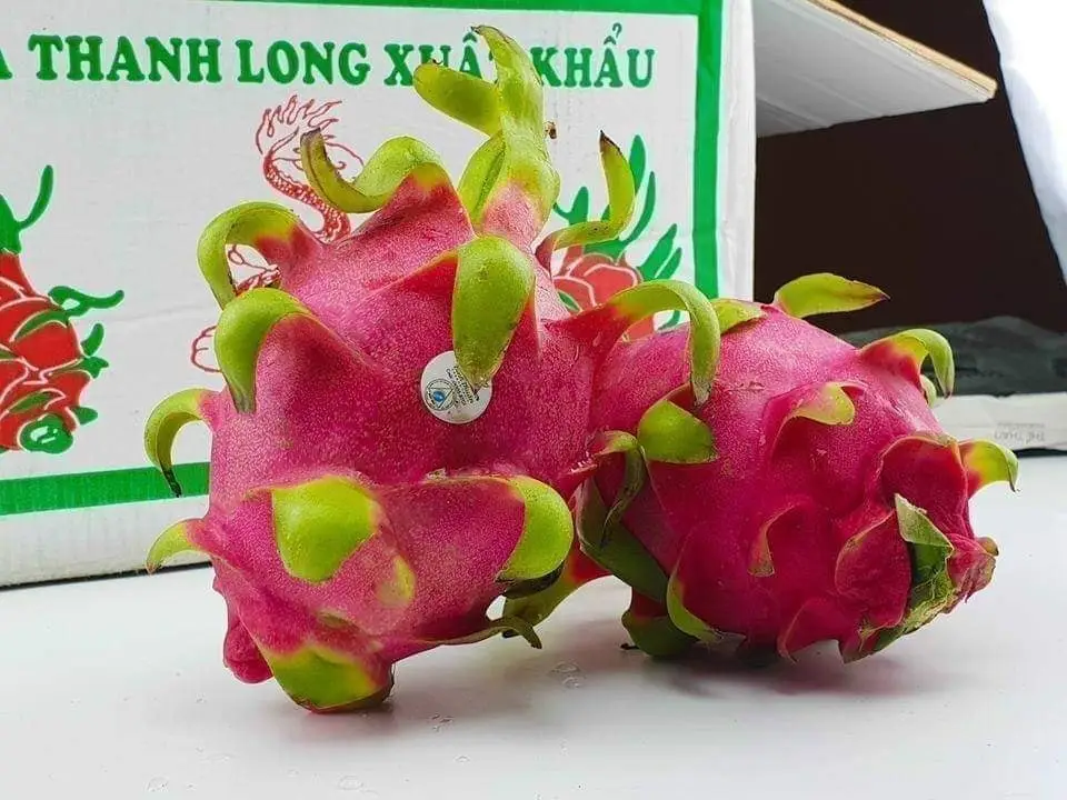 
High quality fresh dragon fruit/ Red and white dragon fruit (+84 589330283 Whatsapp /Ms Daisy) 