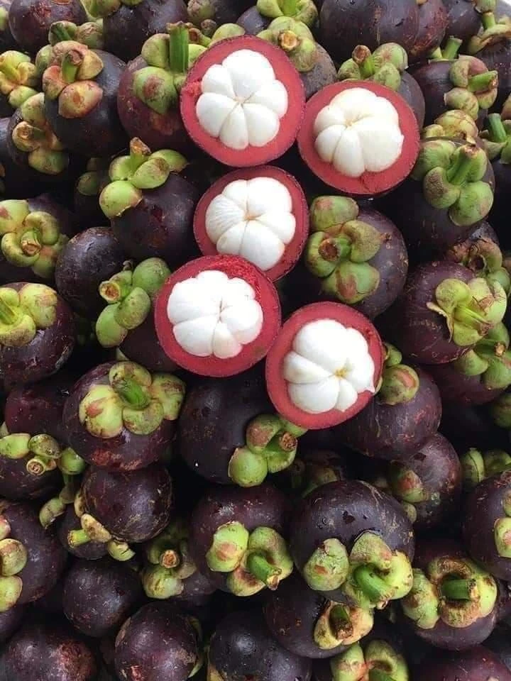 100% White Pulp Mangosteen from Vietnam wholesale - Ms KiO HYUNH + 84 34 375 8904