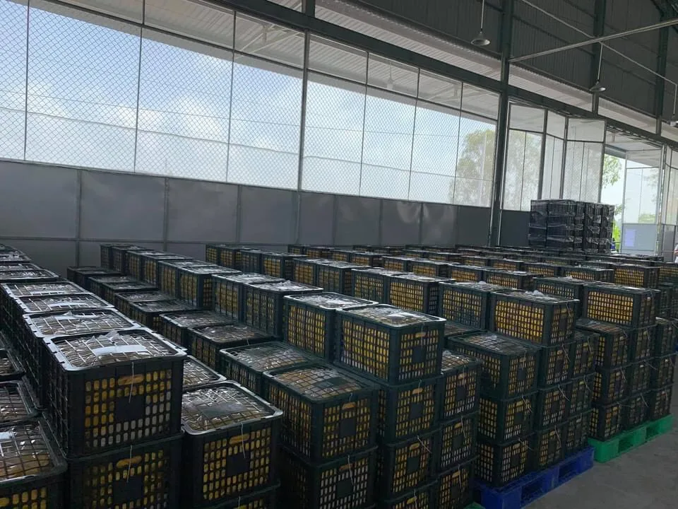 
Best Deal For High Quality Soft Dried Mango 500gr, 1000gr Vietnam OEM 