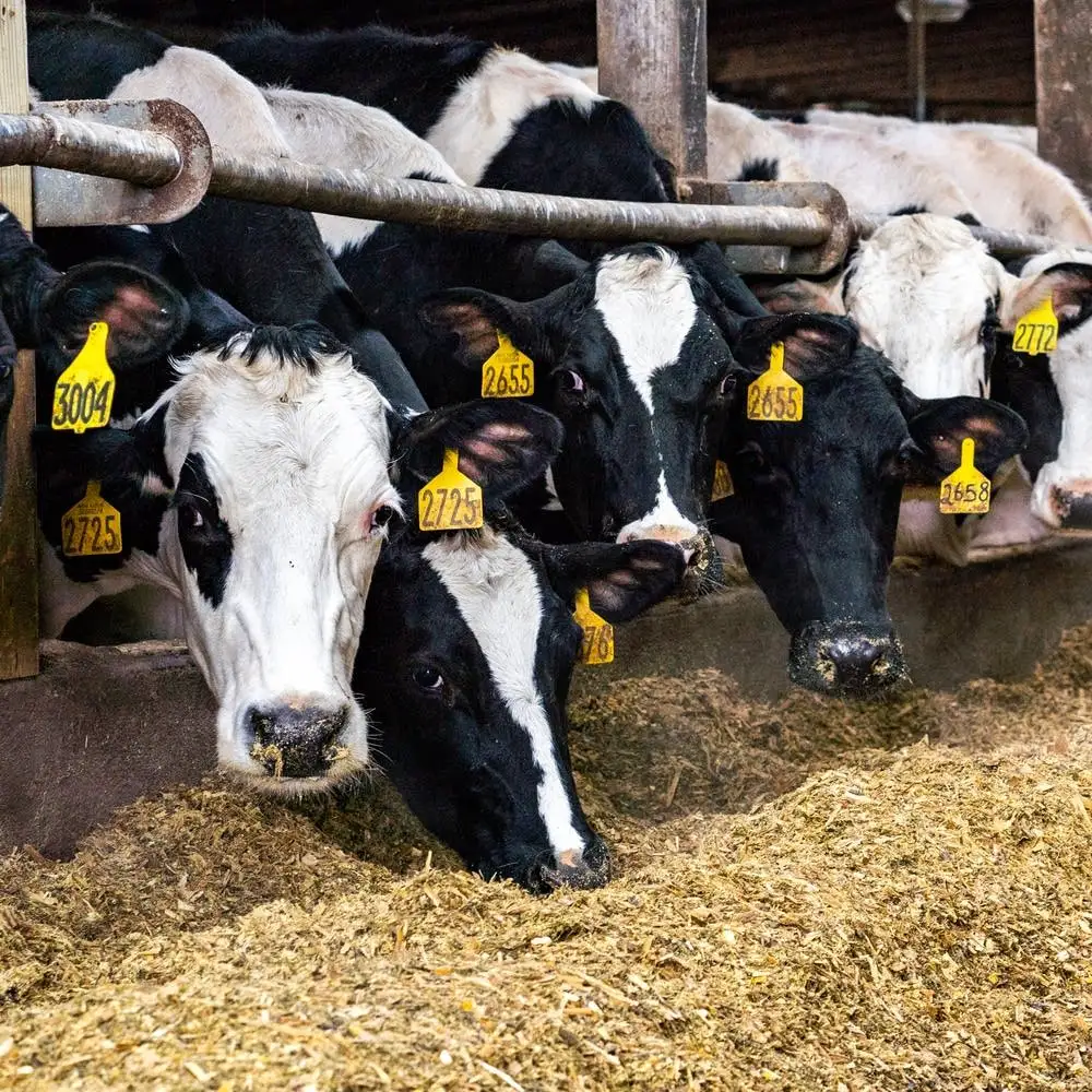 Качественные бытовые молочные коровы и беременные Holstein в наличии