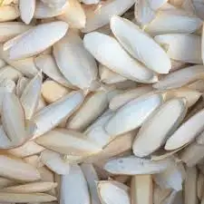 DRIED CUTTLEFISH BONE // EXPORTING CUTTLEFISH BONE FOR BIRDS - IVY +84 977157110