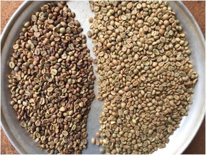 Оптовая цена, жареные кофейные зерна, зеленые кофейные зерна, кофейные зерна