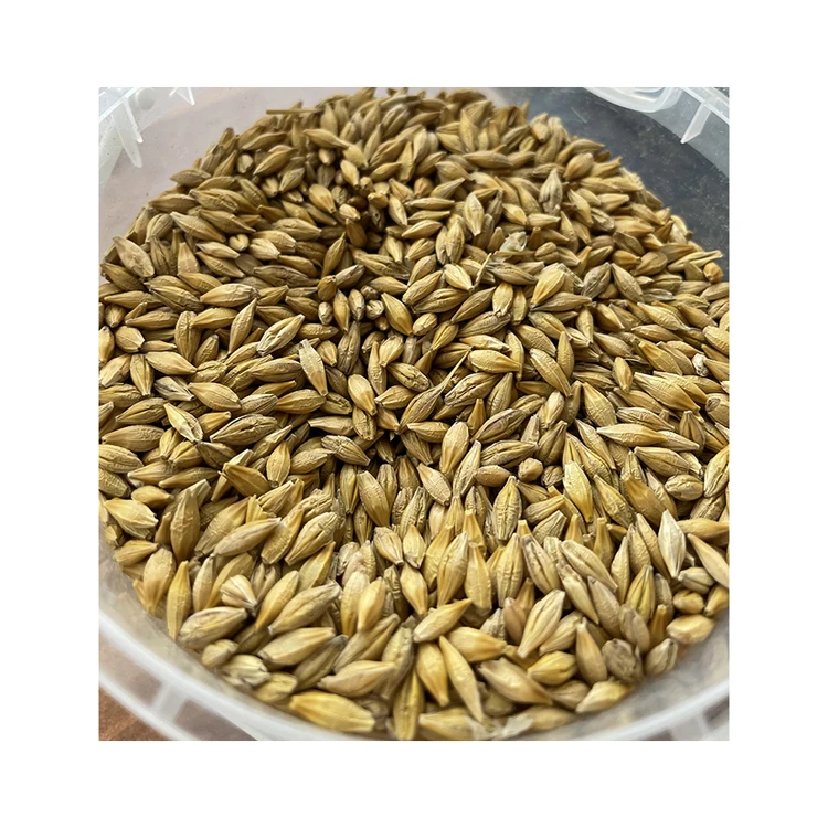 Malting 100% organic barley from reliable manufacturer, malted barley grain