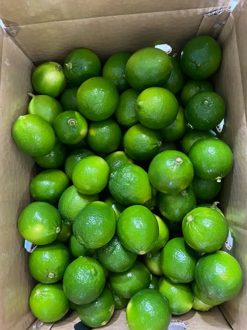 High quality Fresh Seedless Lime From Vietnam