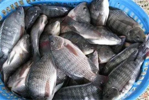 CHEAP FACTORY PRICE INDIAN SUPPLY TILAPIA FROZEN
