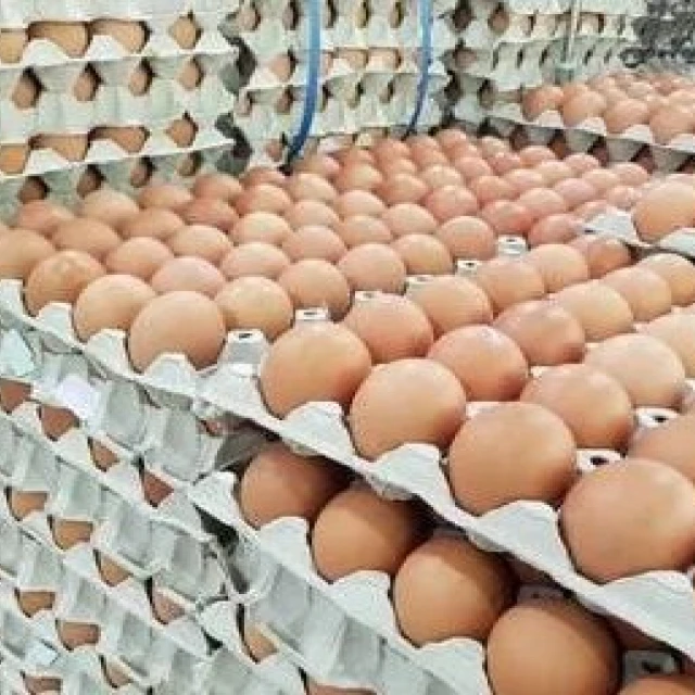 
FRESH CHICKEN EGGS 
