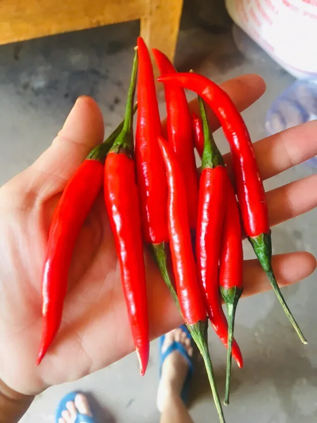 FROZEN RED BIRD EYES CHILI - Best price from Vietnam