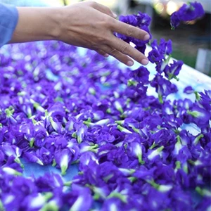 
Butterfly Pea tea - Dried Blue Butterfly Pea Flowers Natural Pure Tea Drink Clitoria Ternatea Healthy Herbal Herb 