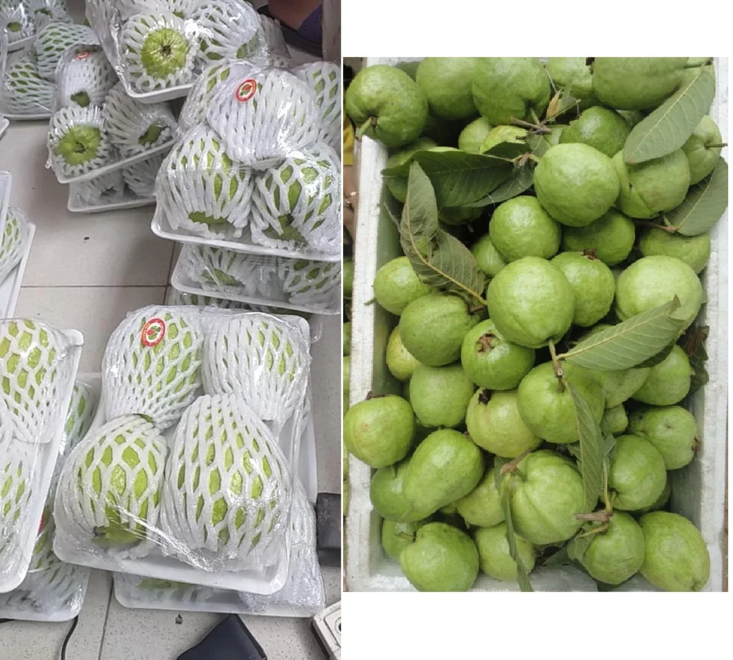 0.3kg per piece BIG QUEEN GUAVA SWEET