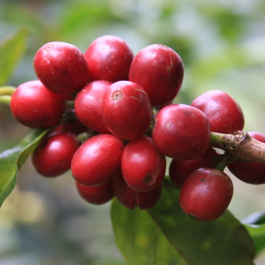 Best Price Robusta Coffee Green Beans Vietnam Coffee - Full washed SCR18 Grade 1 - Vietnam Robusta Coffee Beans