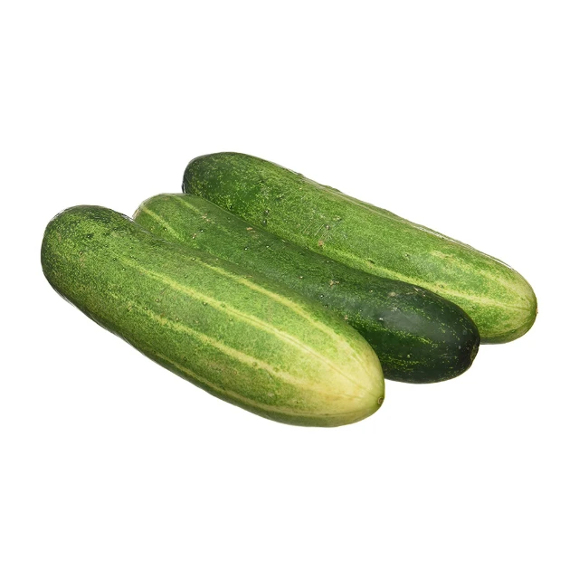 High Quality Natural Fresh Green Cucumber Vegetables Hybrid F1 Cucumber For Sale