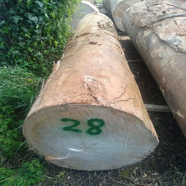 Red Oak Wood Round Logs Peeled Logs and poles
