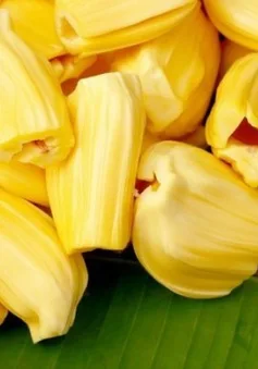 
Vietnam Fresh Jackfruit No chemichals (WS: +84904230236) 