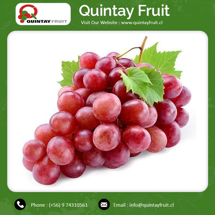 Top Selling Best Table Grapes New Crop High Quality Fresh Sweet Red Seeds Globe Grapes