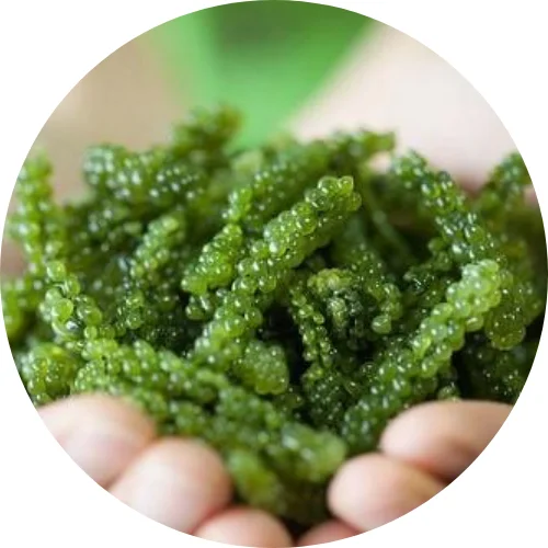 
NATURAL FRESH SEAWEED - SEA GRAPES/ Ms.Lucy +84 929 397 651 